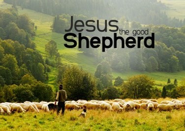shepherd6